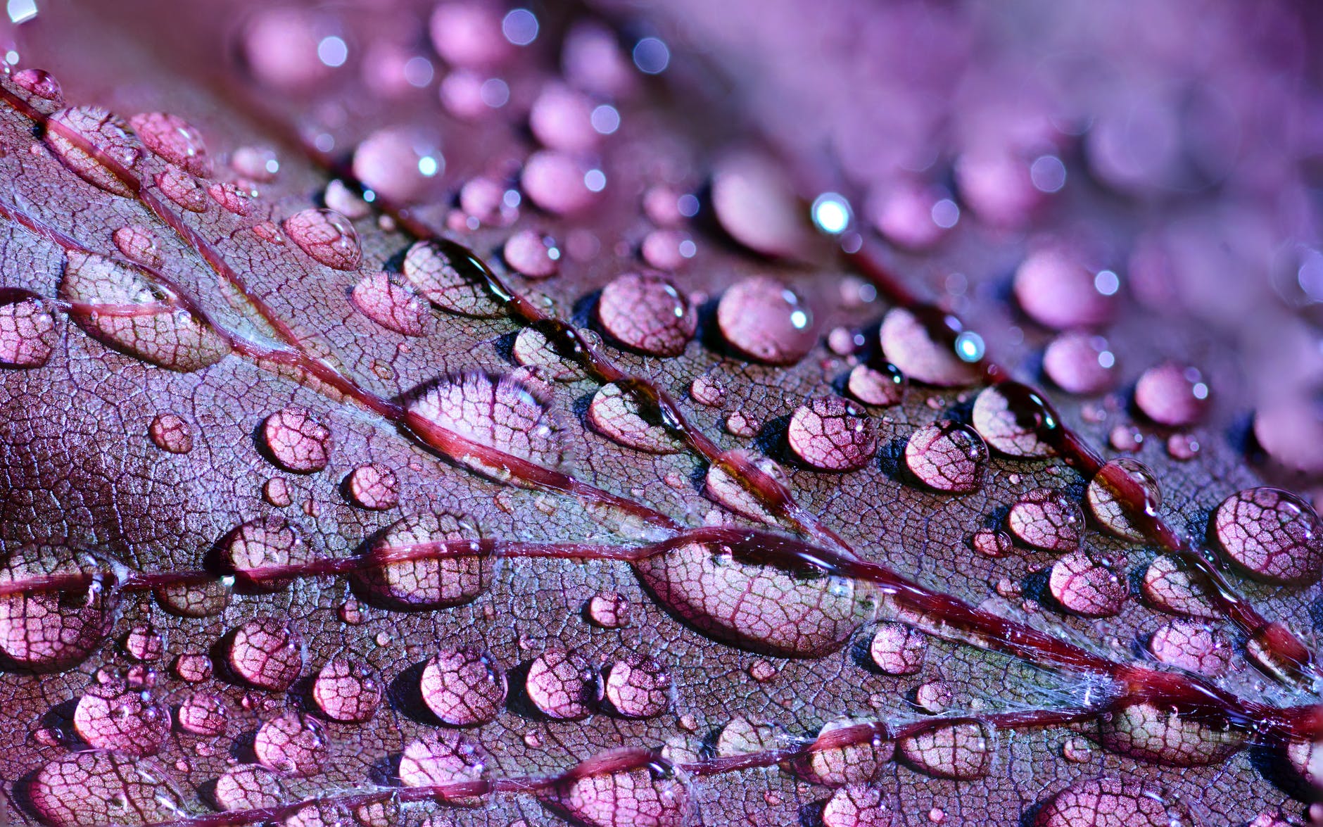 Water droplets on a leaf.