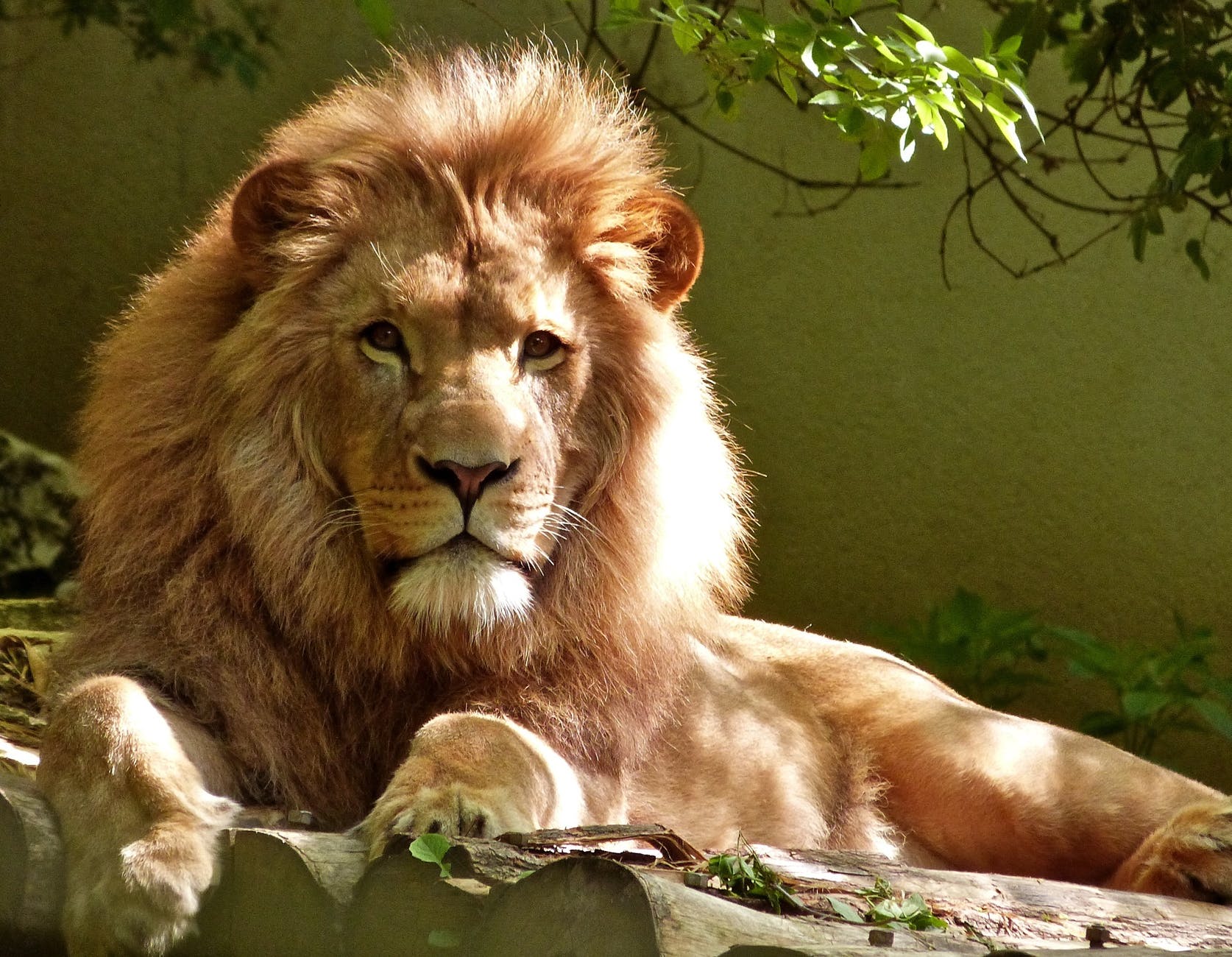A lion reclining on the ground.