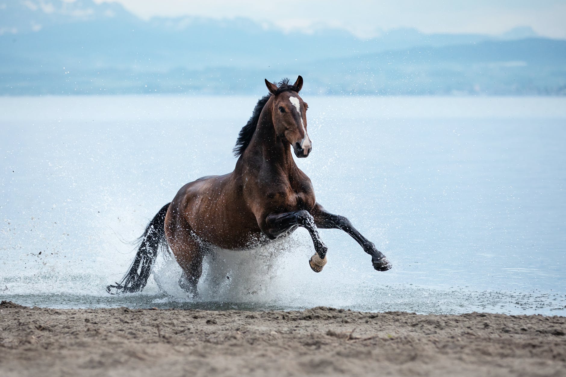 A horse horses along the beach.