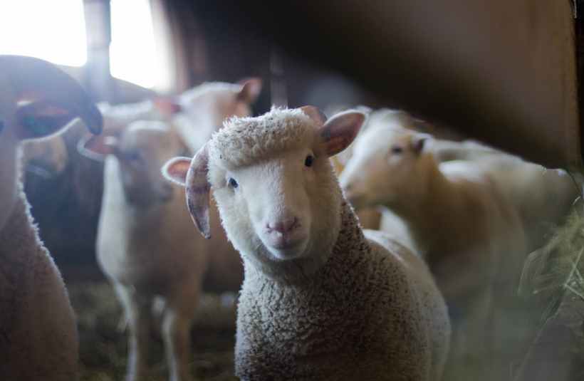 Some sheep in a barn. Photo by Trinity Kubassek on Pexels.com