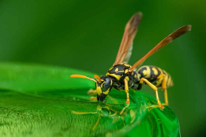 A wasp on a leaf drinking from water collected on the leaf.