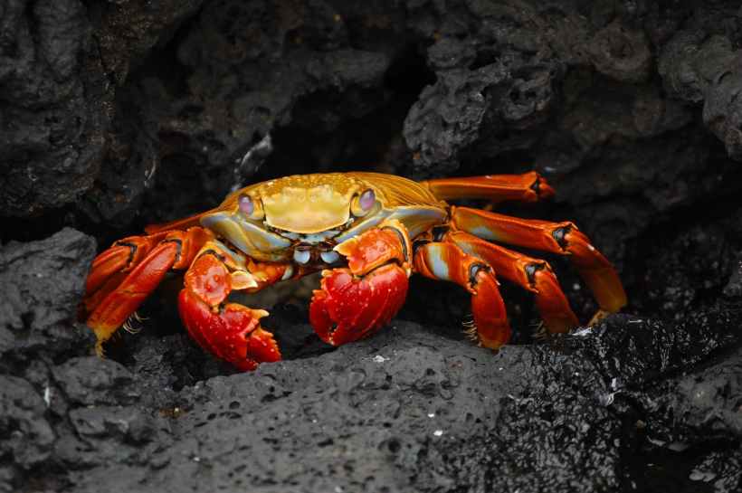 A crab on some rocks.