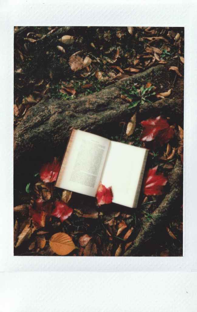 A book lying on the forest floor.