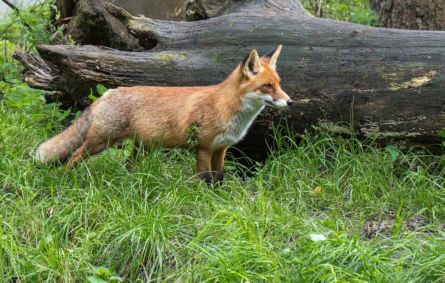 A fox standing in front of a fallen log.