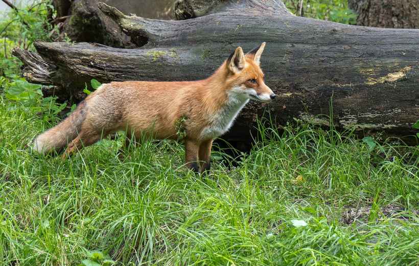 A fox standing in front of a fallen log.