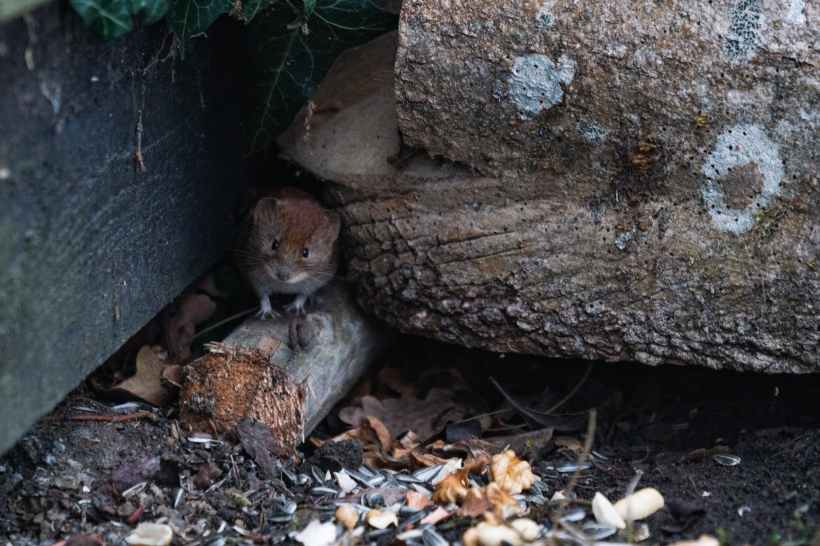 A rat in a woodpile.