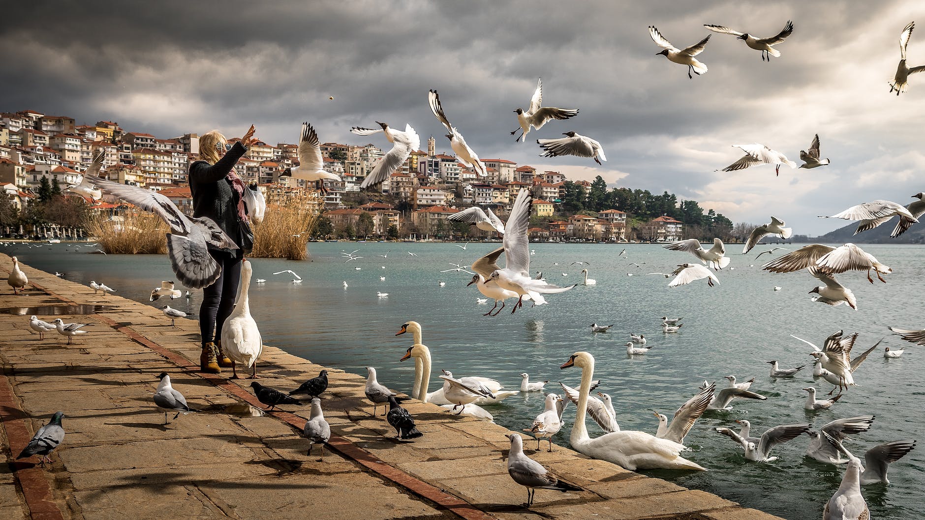 A person feeding the pigeons and swans (a lot of them) by the waterfront.