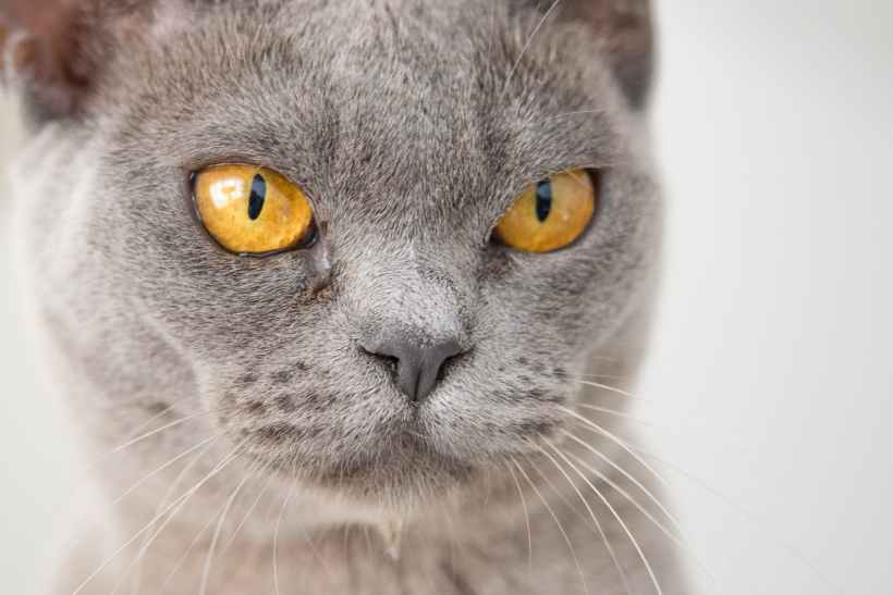A grey cat.