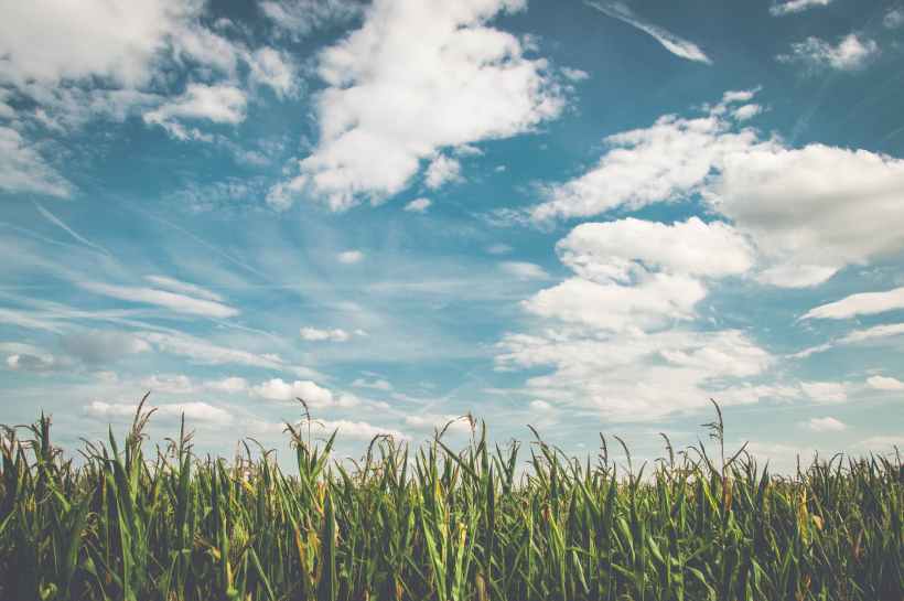 The sky over a cornfield.