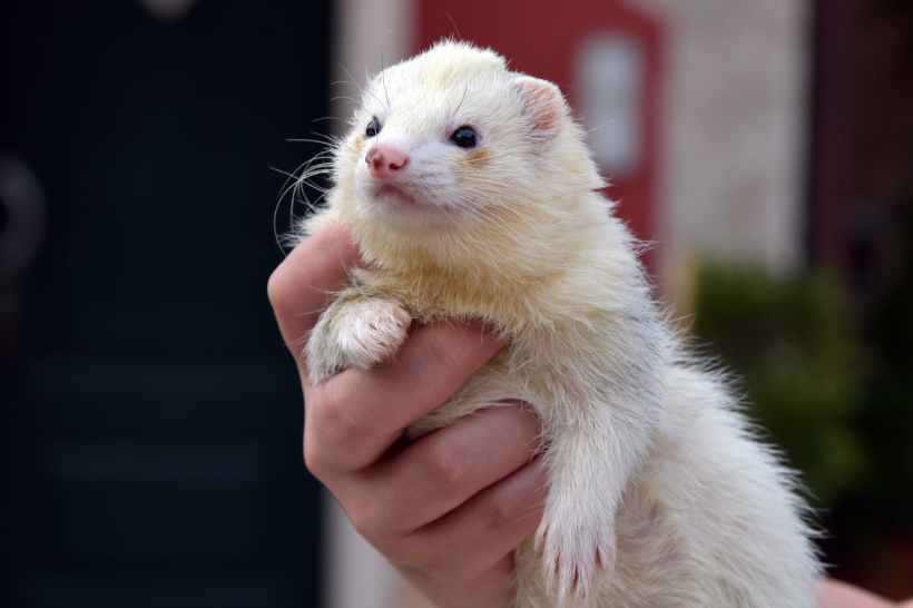 A person holding a weasel.