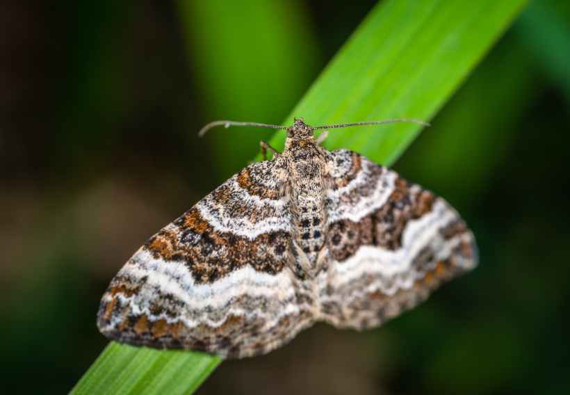 A moth on a leaf.