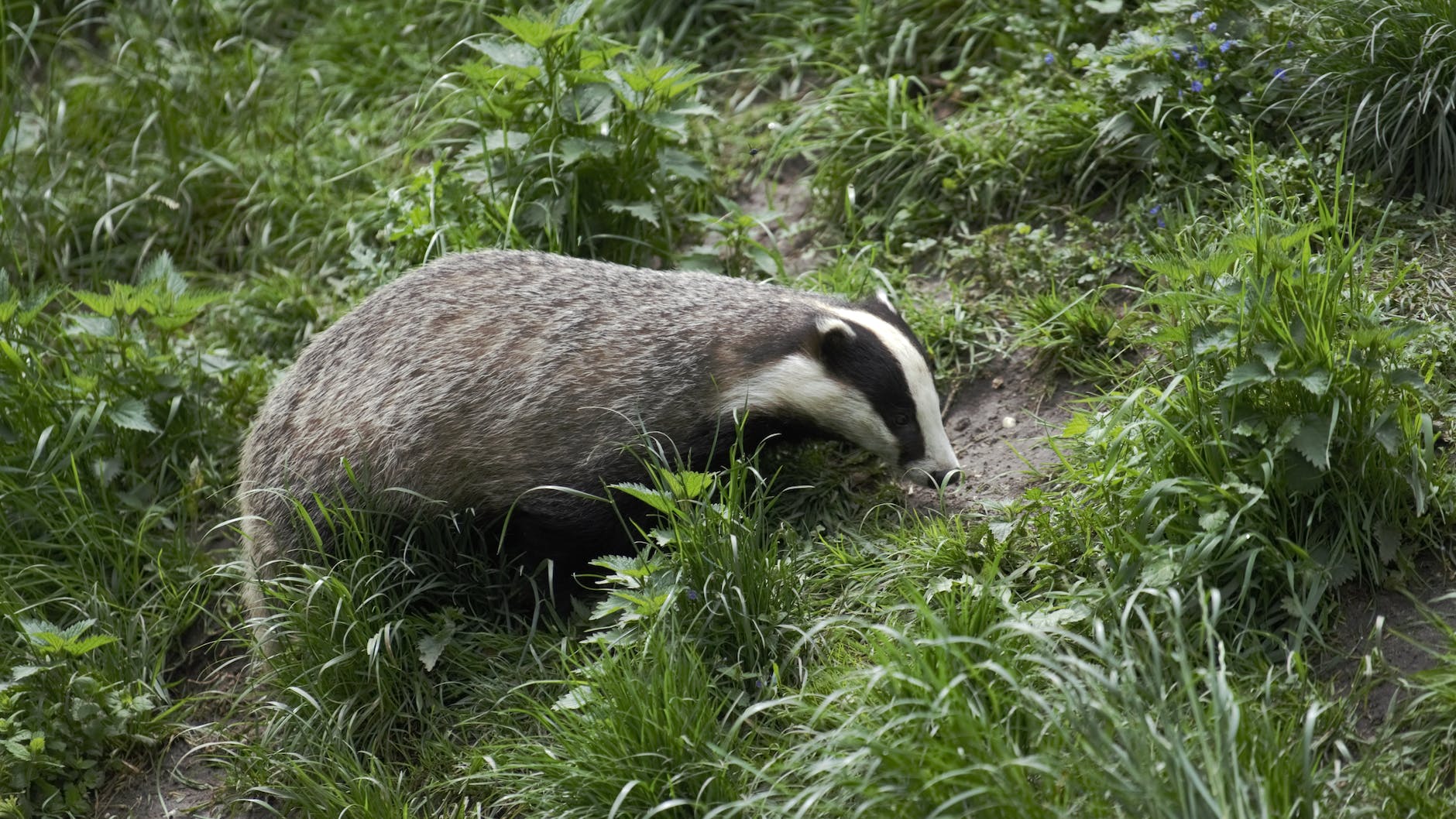 A badger in grass.