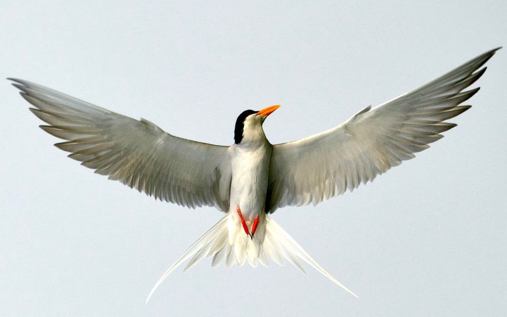 A tern in flight.