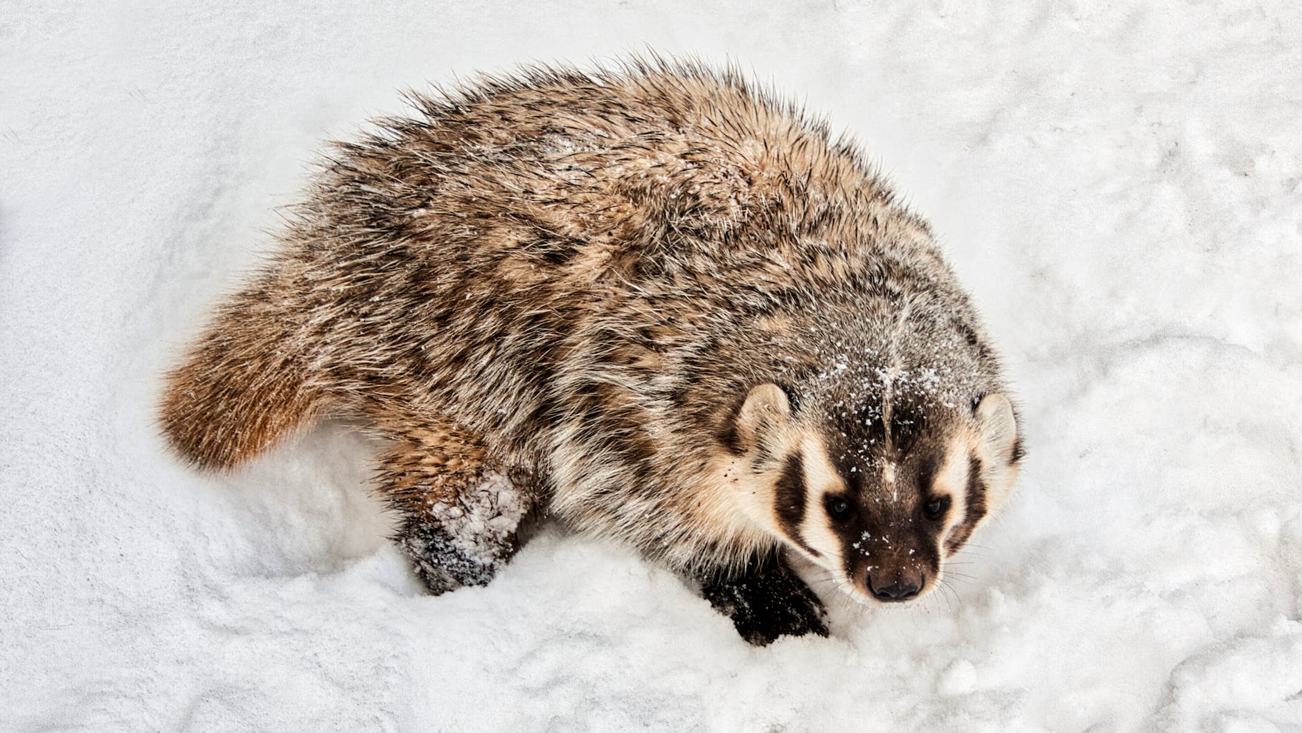A badger in snow.