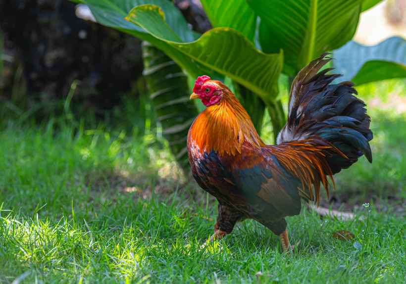 A rooster.