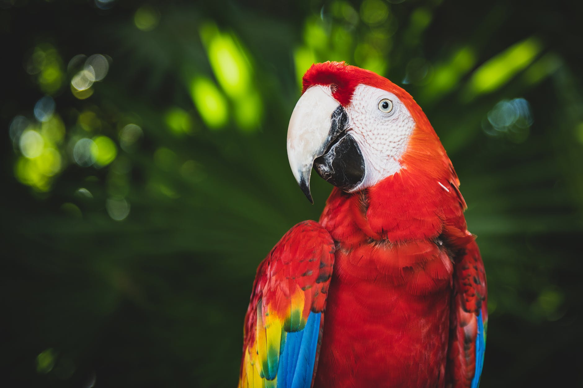 A scarlet macaw