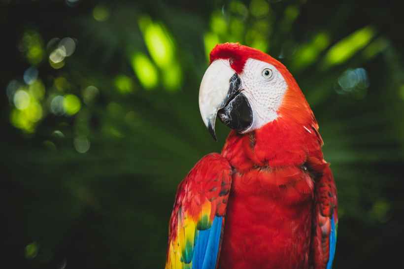 A scarlet macaw