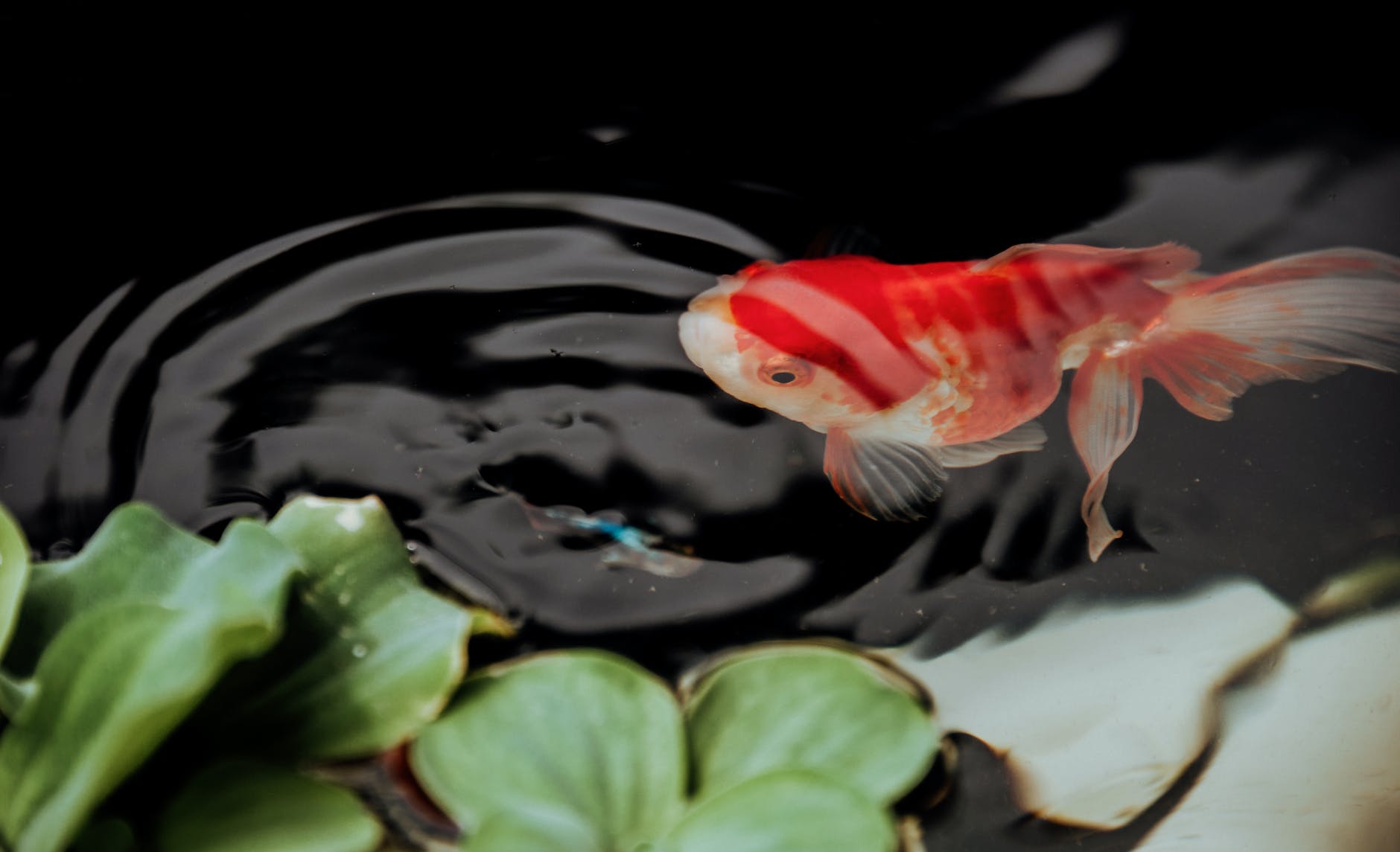 A koi in a pond.
