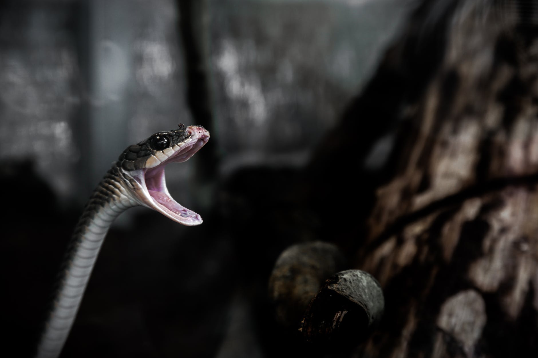 A snake with its mouth open.