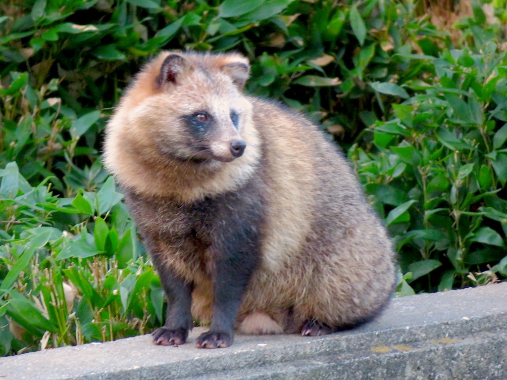 A tanuki, a Japanese raccoon dog.
Original image by KKPCW.
Licensed under the Creative Commons Attribution-Share Alike 4.0 International license.

