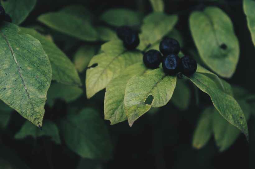 A berry plant.