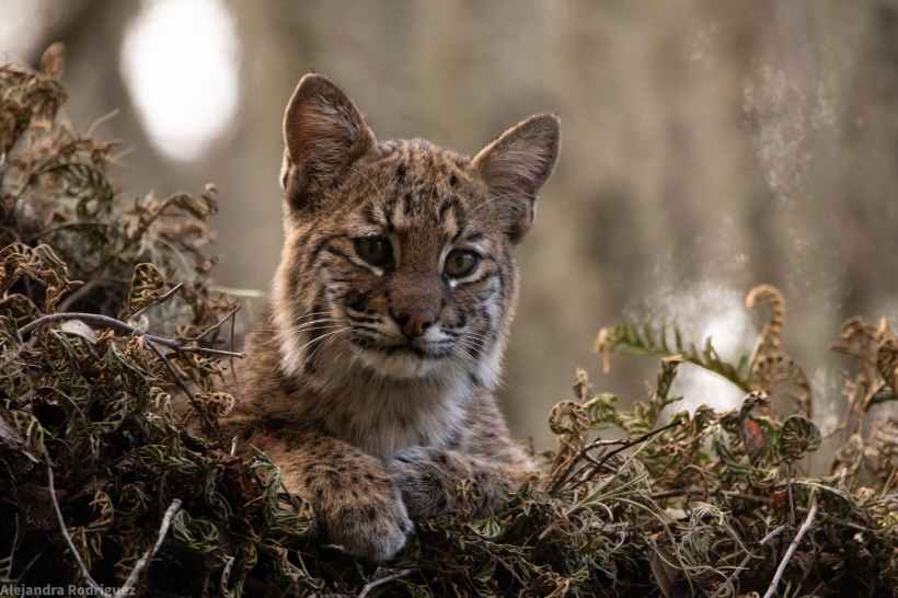 A baby lynx.