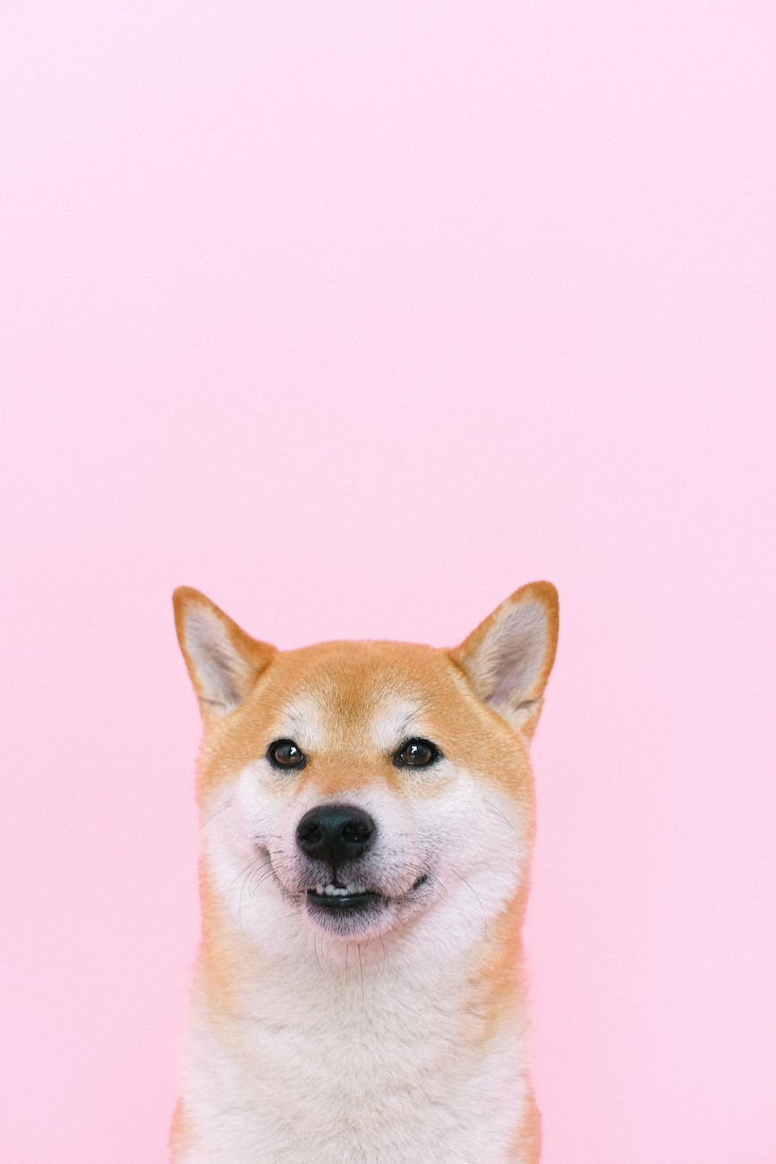 A dog on a pink background.