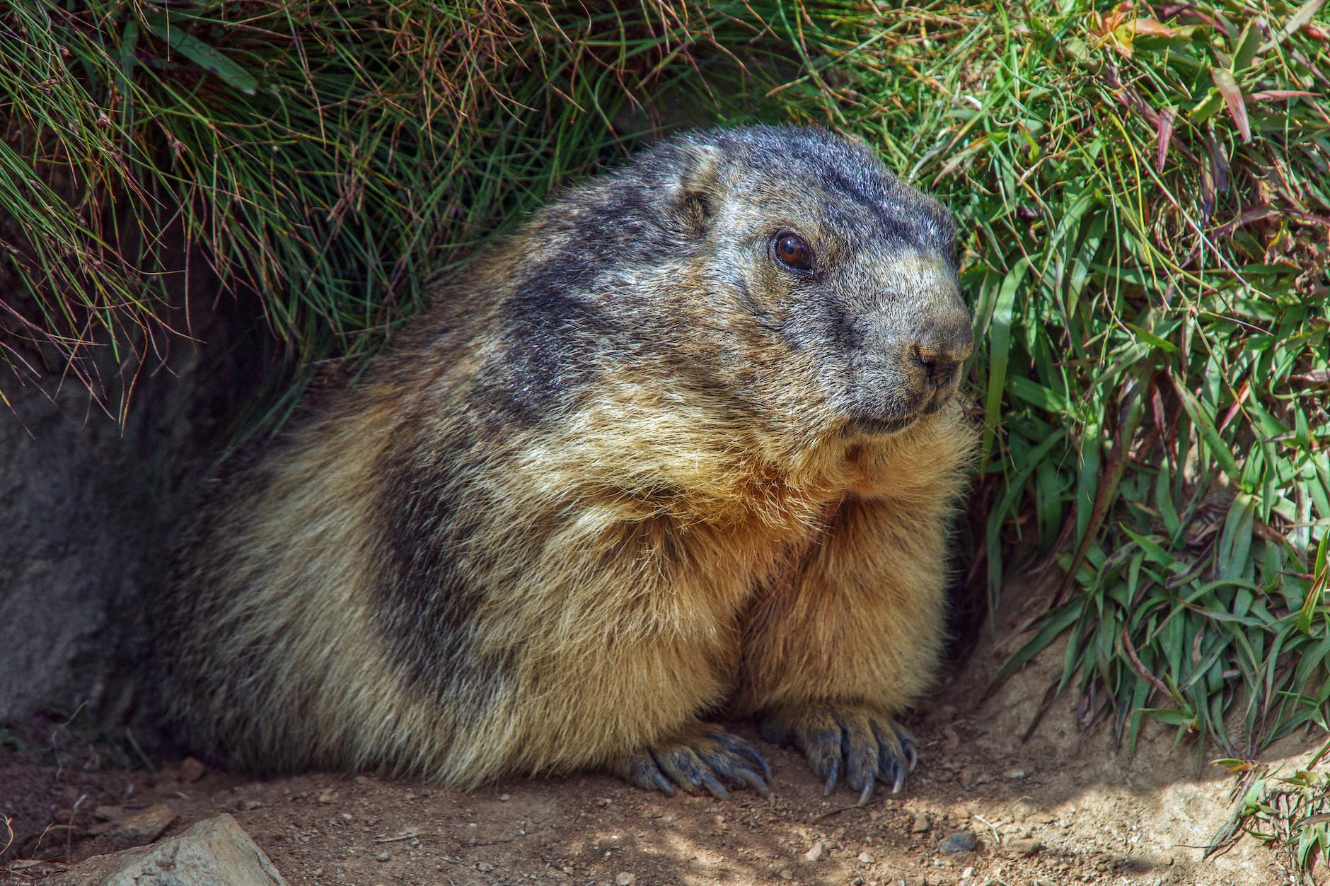 A marmot.
