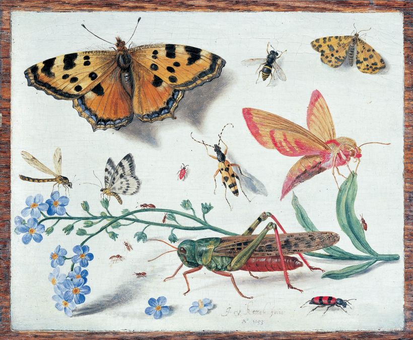Jan van Kessel's painting of various bugs and flowers.