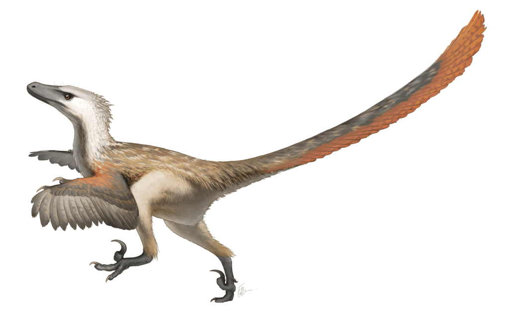 A scientifically-accurate drawing of a Velociraptor by Fred Wierum. Creative Commons Creative Commons Attribution-Share Alike 4.0 International.
