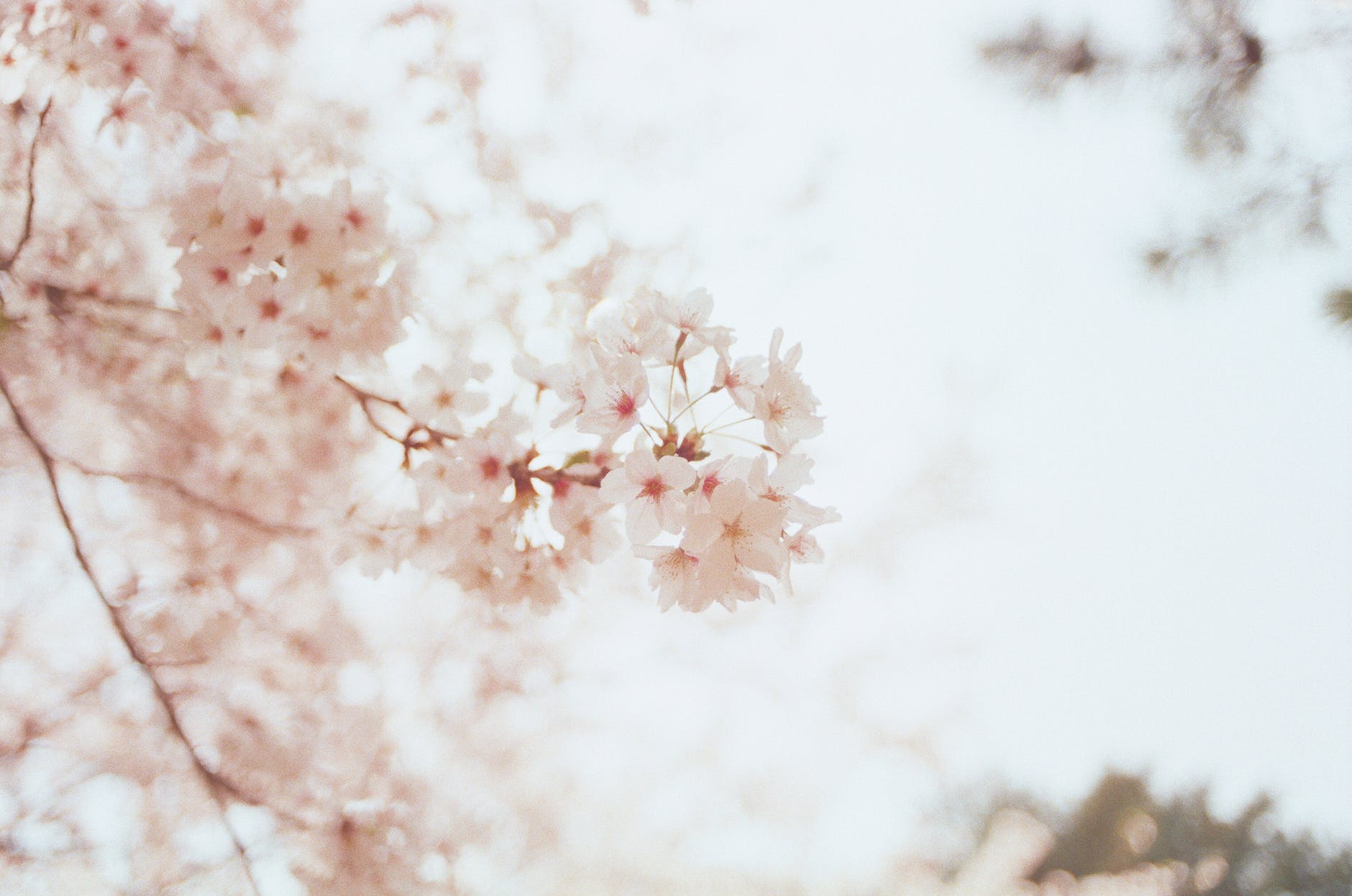 Cherry blossoms.