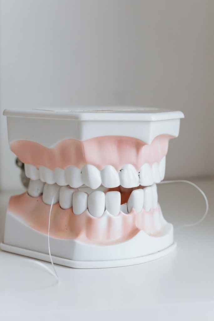 A dentist's model of a mouth.