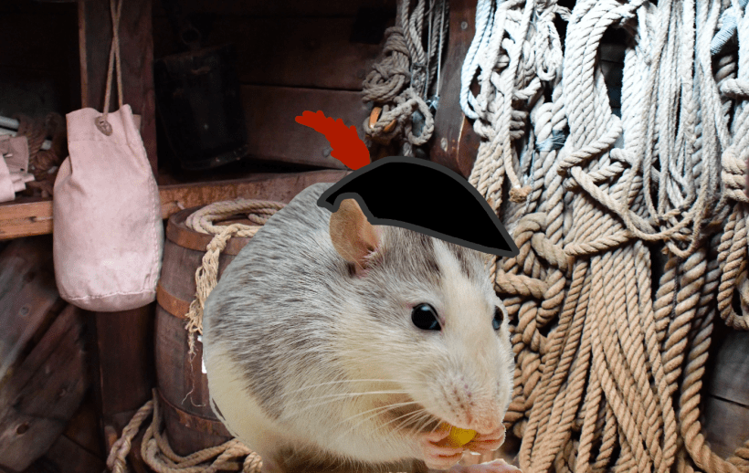 A rat with a pirate hat in the hold of a ship.
