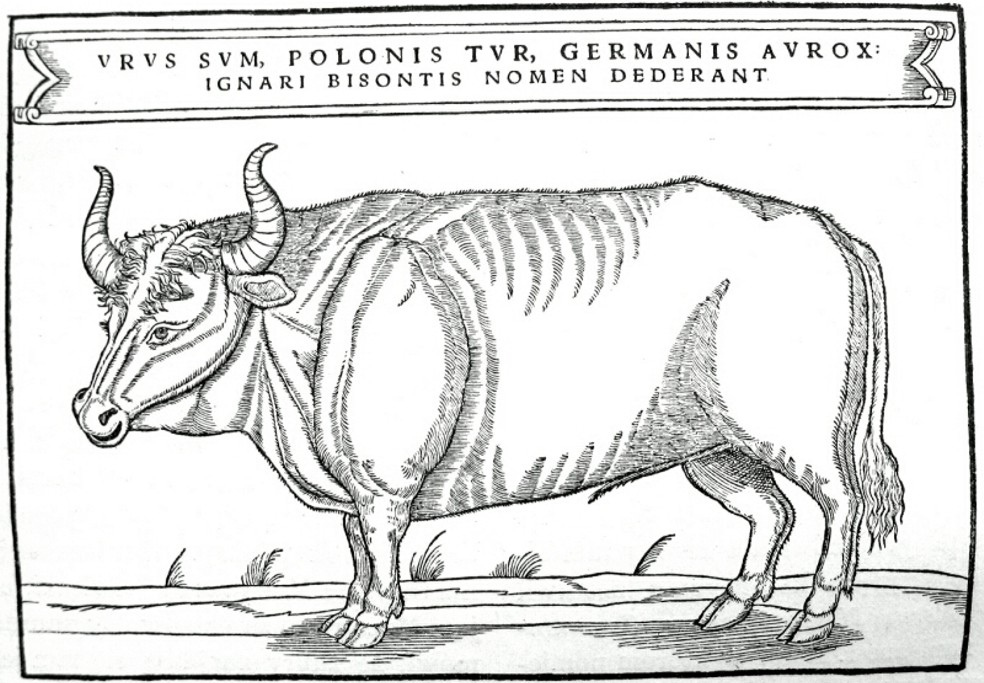 A 16th century illustration of an aurochs.