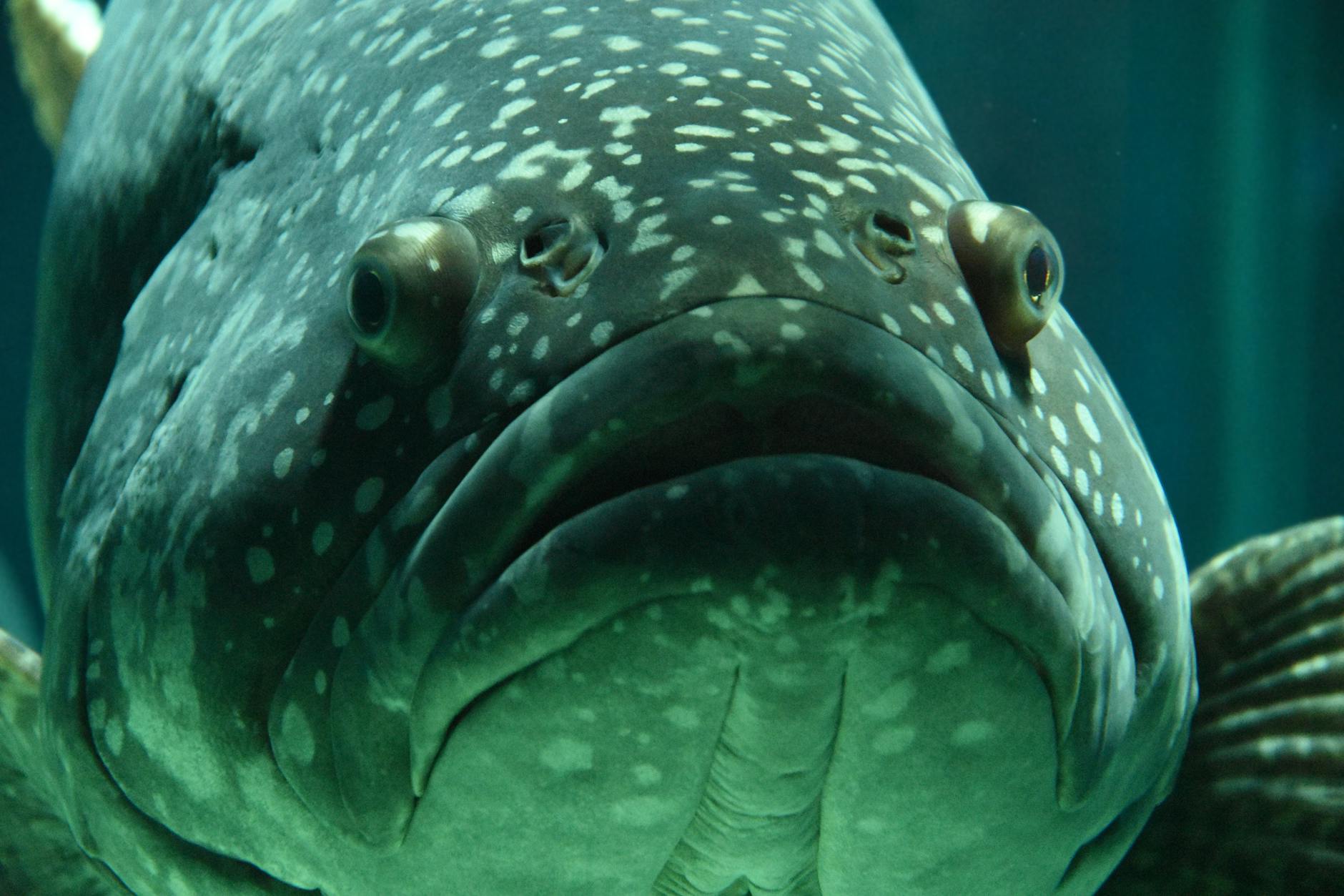 A close-up of a large fish's head.