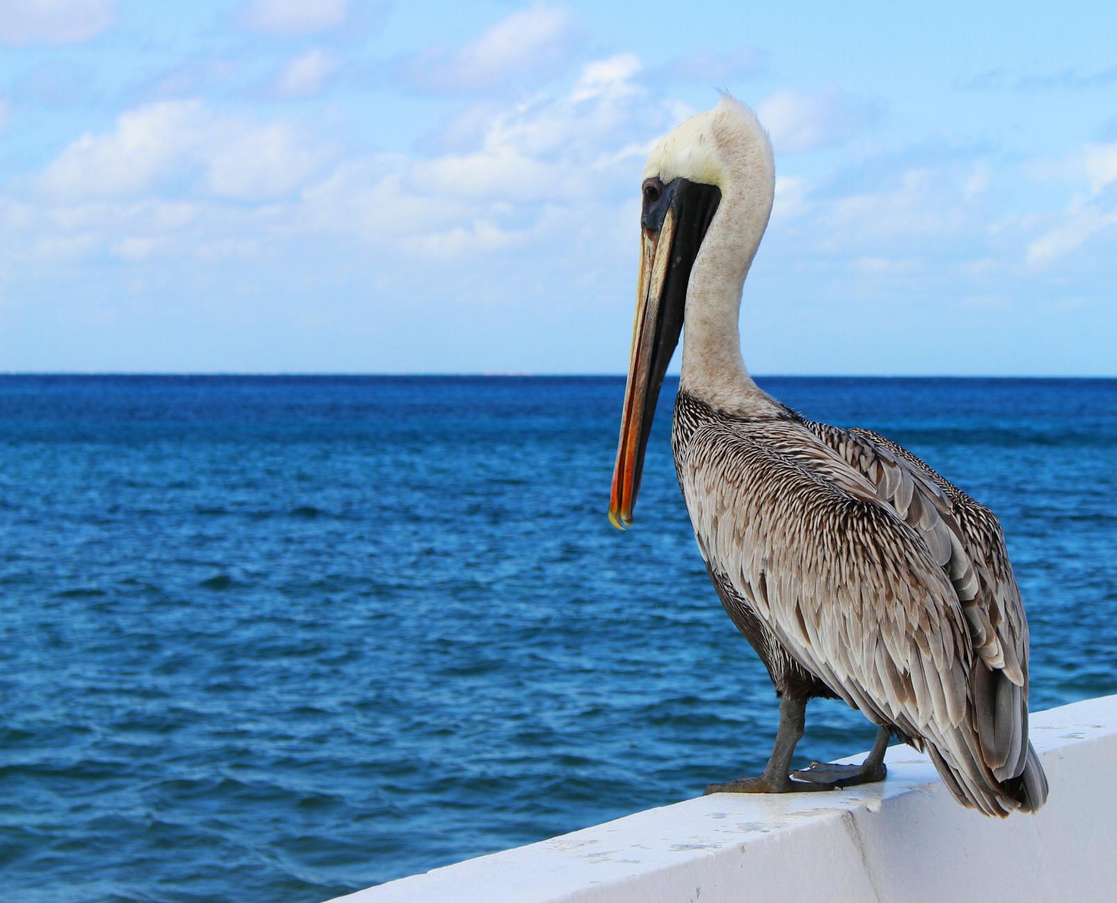 A pelican