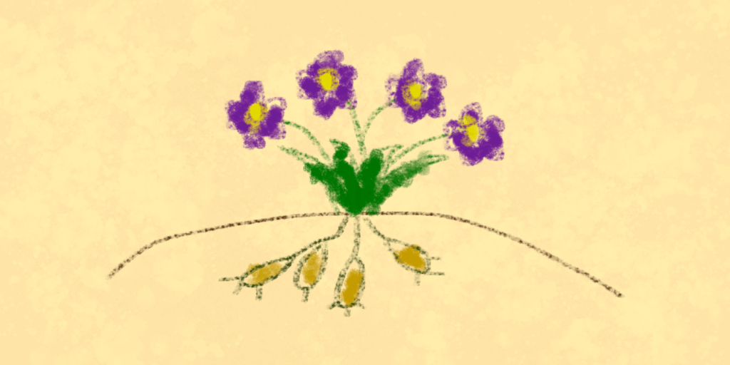 A drawing of an alproot plant.