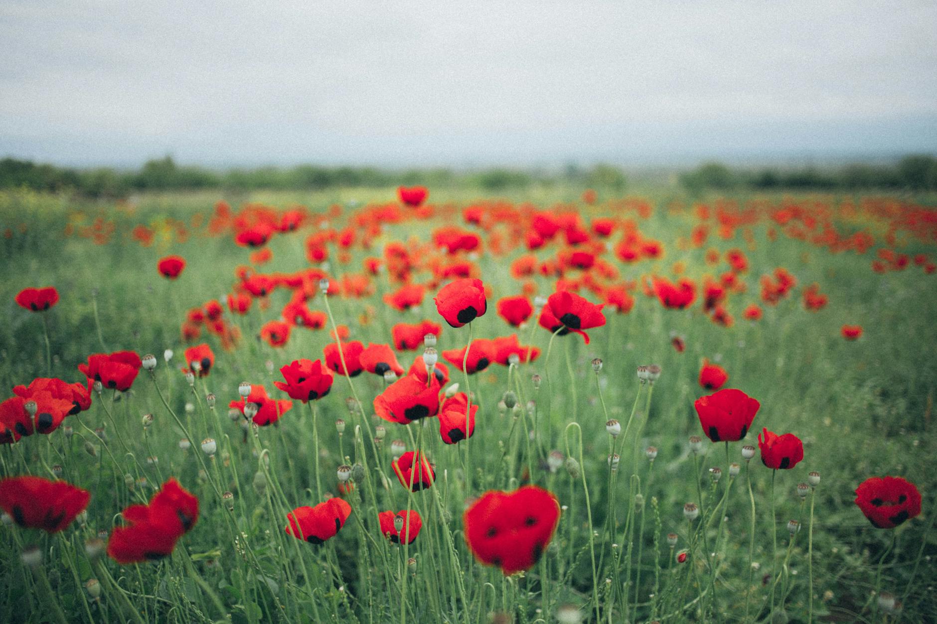 A field of poppies.