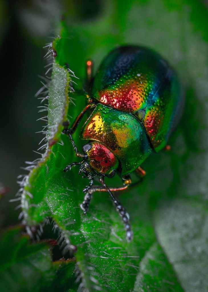 A beetle on a leaf.