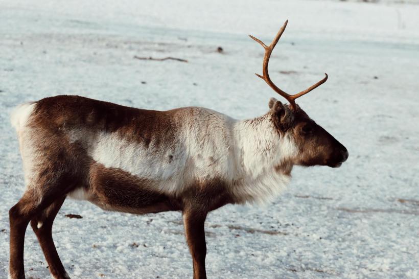 A reindeer.