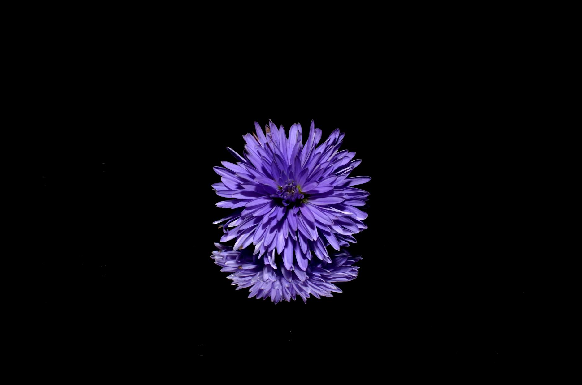 A purple flower on a black background.