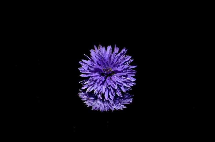 A purple flower on a black background.