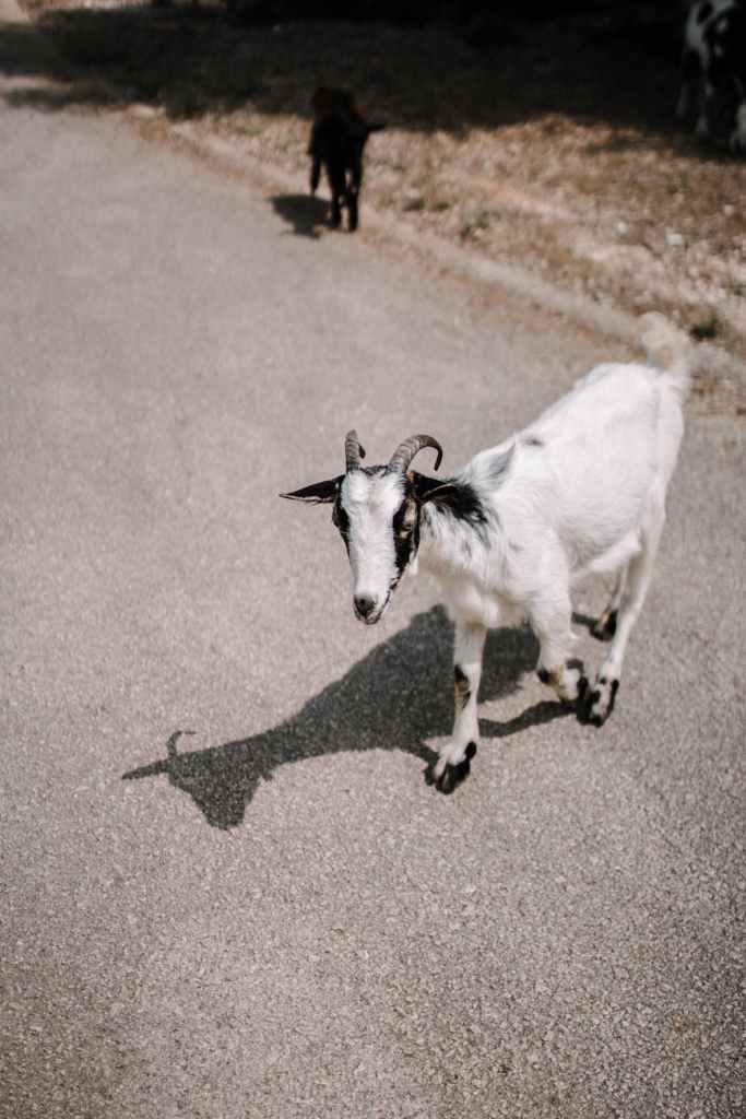 A goat on a road.