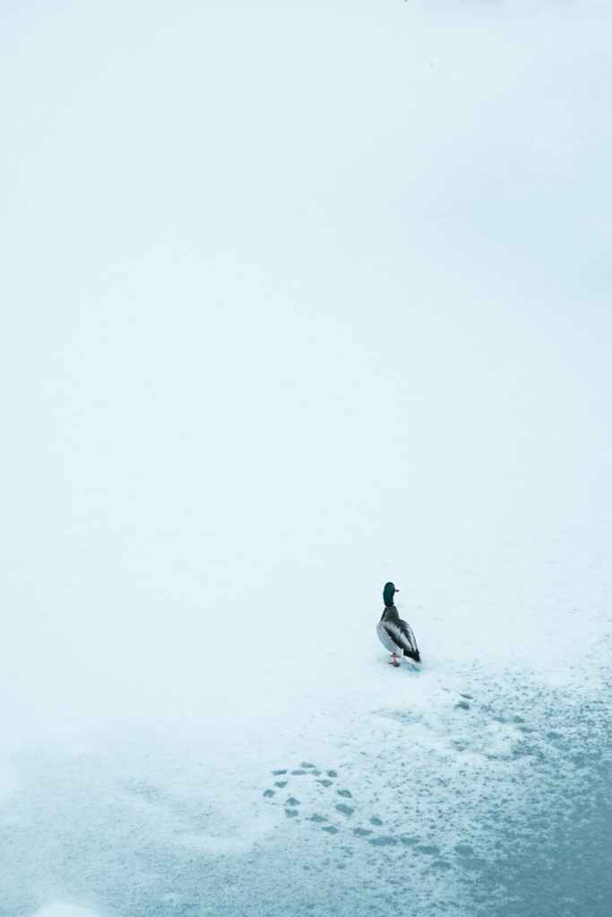 A duck on snowy ground.