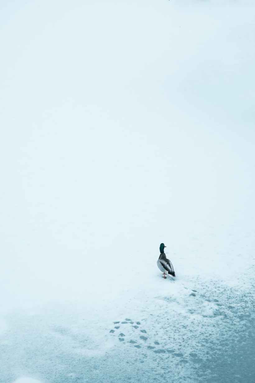 A duck on snowy ground.