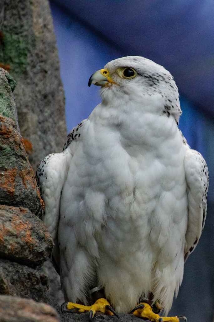 A gyrfalcon.