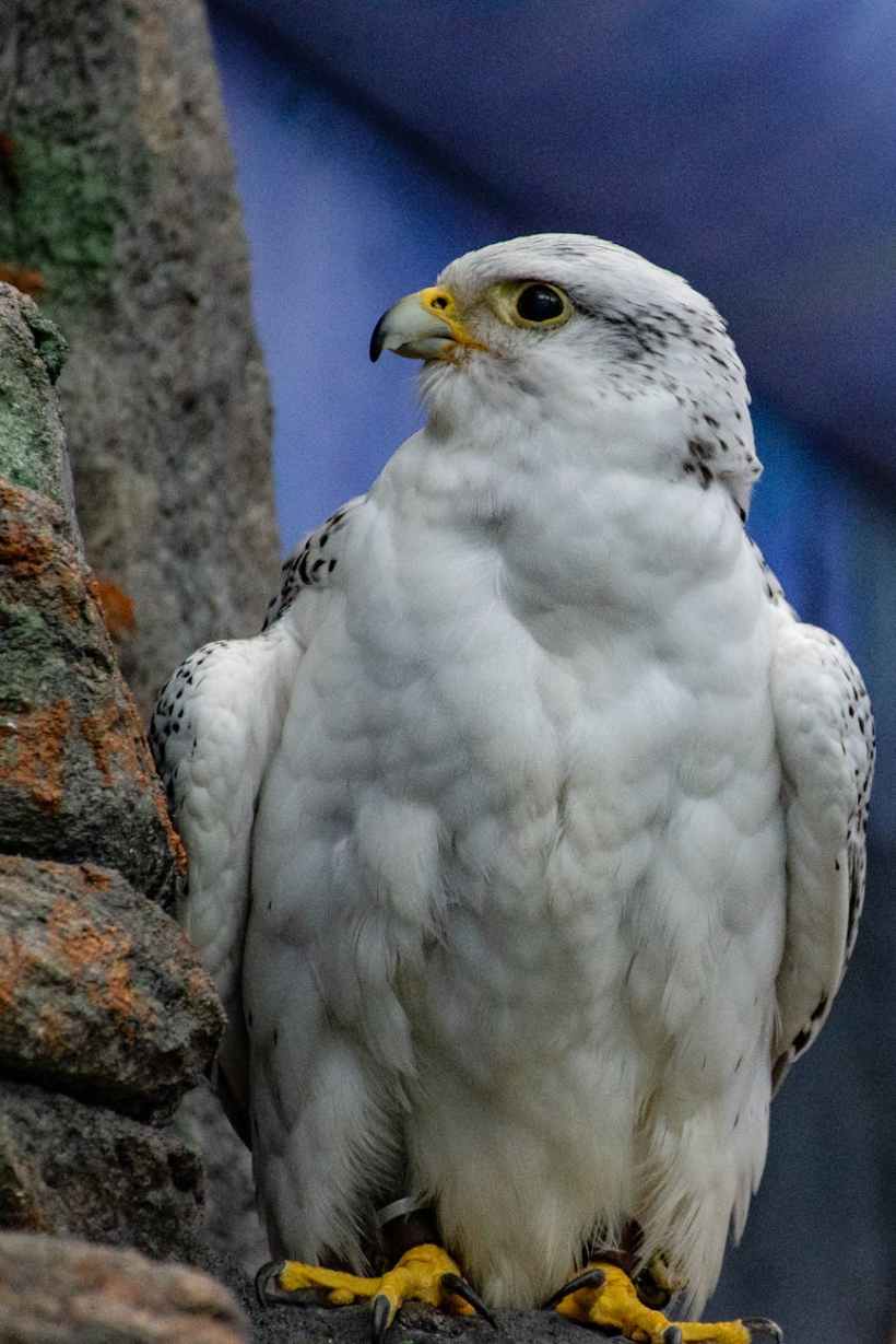 A gyrfalcon.