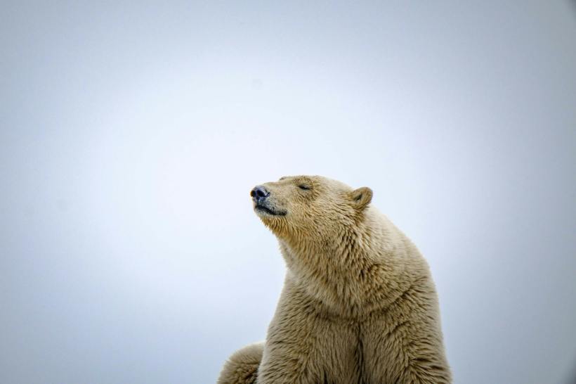 A polar bear.