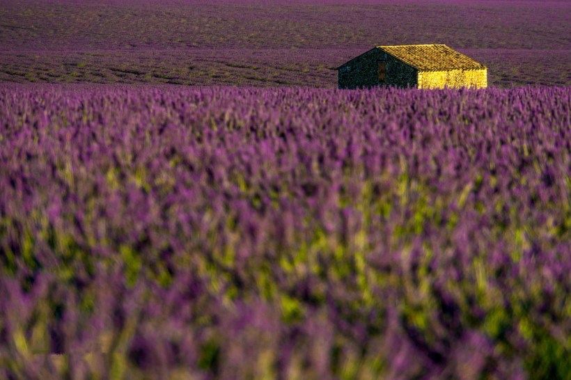 A cottage in a field of lavender.