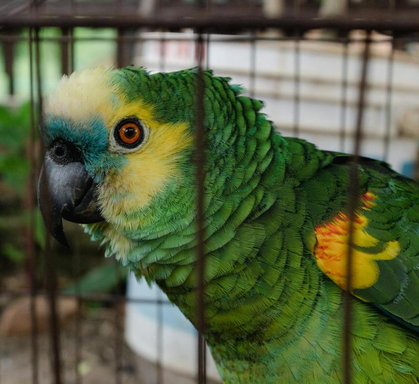 A parrot in a cage.